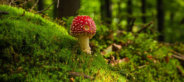 wild mushroom in the forest