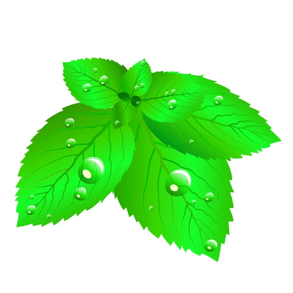 Färska gröna mynta blad isolerad på vit bakgrund. — Stock vektor