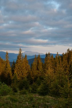 Dağların yaz arkaplanı. Kozalaklı ormanları ve yeşil yamaçları olan vahşi dağlarda nefes kesici bir yaz günü. Sabah dağlarının manzarası. Karpatya 'nın canlı manzaraları.