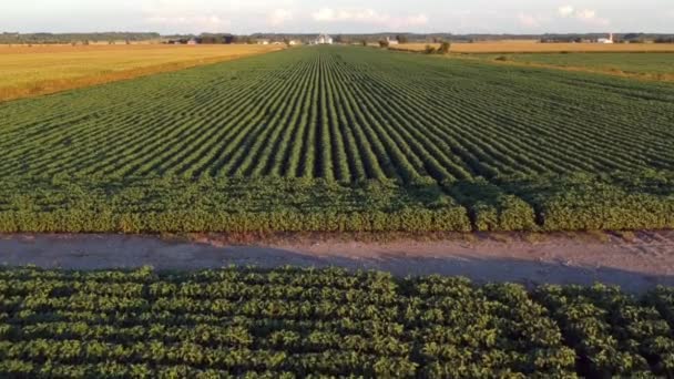 Vista Arial Campo Agricultores Cheio Culturas — Vídeo de Stock