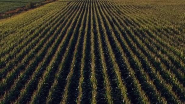 Arial Ansicht Eines Bauern Felder Voller Getreide — Stockvideo