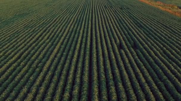 Arial Ansicht Eines Bauern Felder Voller Getreide — Stockvideo