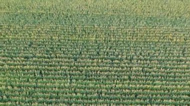 Bir çiftçi alanının Arial görünümü bitkileri ile dolu