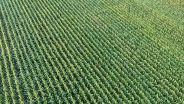 Vista Arial Campo Agricultores Cheio Culturas — Vídeo de Stock