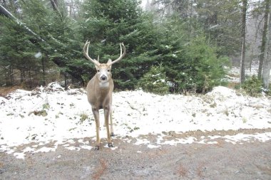 Karlı bir günde ormanda büyük bir geyik