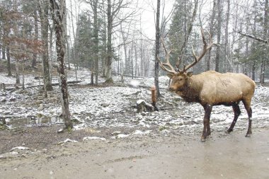 Karlı bir günde ormanda büyük bir geyik
