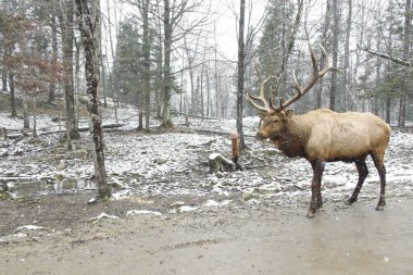 Karlı bir günde ormanda büyük bir geyik