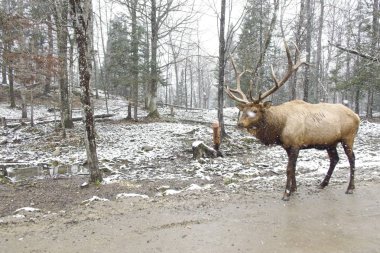 Karlı bir günde ormanda büyük bir geyik
