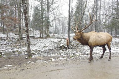 Karlı bir günde ormanda büyük bir geyik
