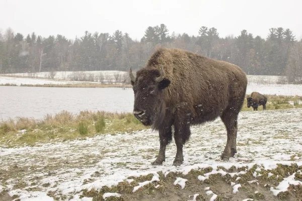 American Buffalo Pole Zimní Den — Stock fotografie