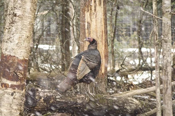 A lone turkey in the woods