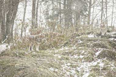 Bir kış ortamda çakallar