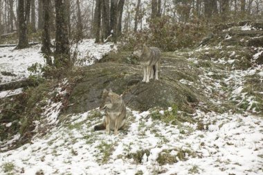 Bir kış ortamda çakallar