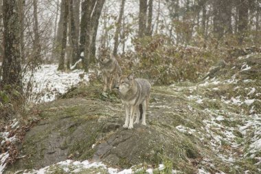 Bir kış ortamda çakallar