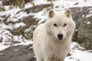 Kutup kurtları kış ortamında