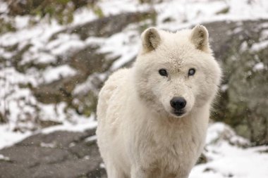 Kutup kurtları kış ortamında