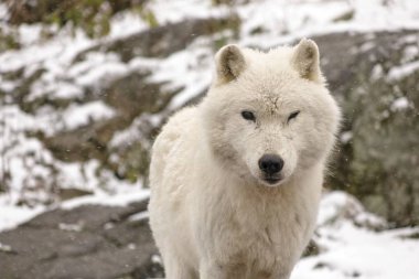 Kutup kurtları kış ortamında