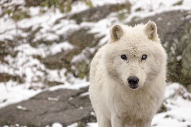 Kutup kurtları kış ortamında