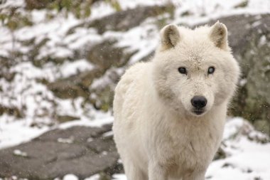 Kutup kurtları kış ortamında