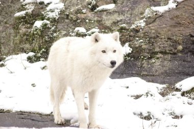 Kutup kurtları kış ortamında