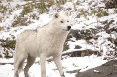 Kutup kurtları kış sahne