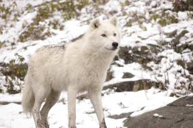 Kutup kurtları kış sahne