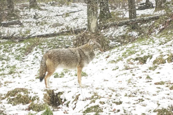 Kojot Zimní Sněžení — Stock fotografie