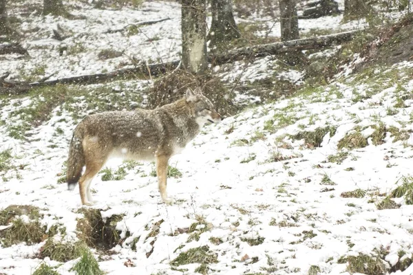 Ein Kojote Winterlichen Schneefall — Stockfoto