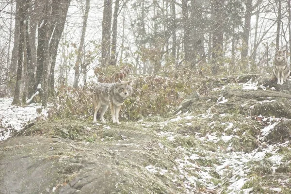 Kojoten Einer Winterlichen Umgebung — Stockfoto