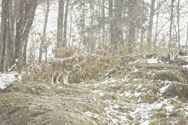 Kojoten Einer Winterlichen Umgebung — Stockfoto