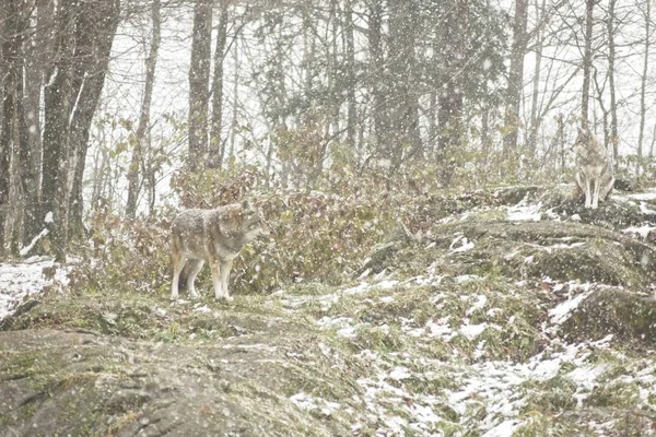 Coyotes Warunkach Zimowych — Zdjęcie stockowe
