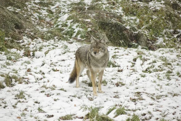 Coyotes Een Winter Omgeving — Stockfoto