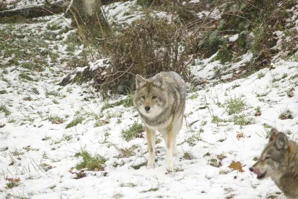 Coyotes Een Winter Omgeving — Stockfoto