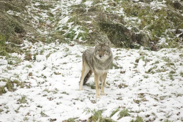 Coyotes Een Winter Omgeving — Stockfoto