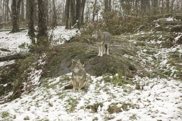 Los Coyotes Ambiente Invernal —  Fotos de Stock