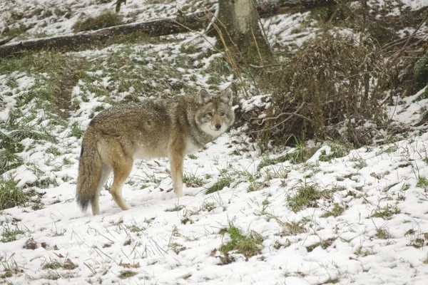 冬季环境中的狼 — 图库照片