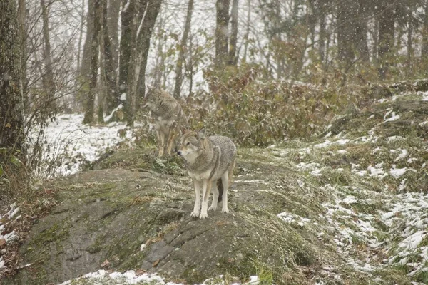 Los Coyotes Ambiente Invernal — Foto de Stock