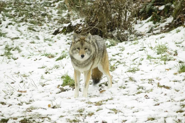 Coyotes Een Winter Omgeving — Stockfoto