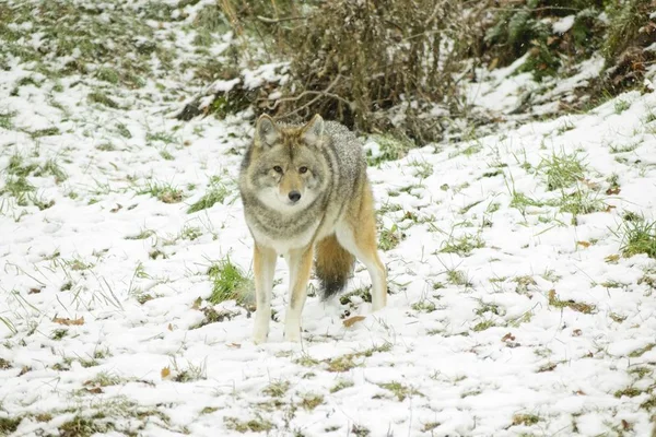 Coyotes Een Winter Omgeving — Stockfoto