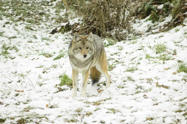 Coyotes Een Winter Omgeving — Stockfoto