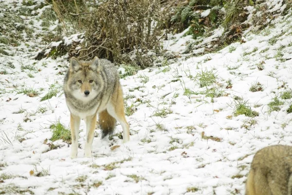 Coyotes Een Winter Omgeving — Stockfoto