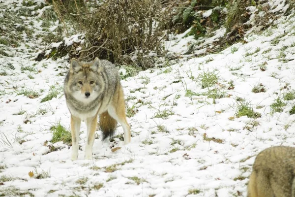 Coyotes Een Winter Omgeving — Stockfoto