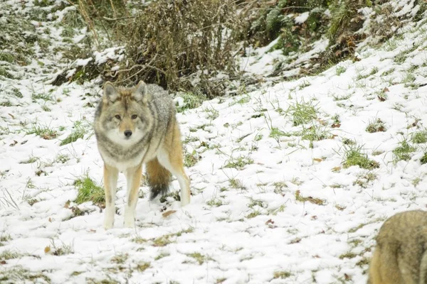 Coyotes Een Winter Omgeving — Stockfoto
