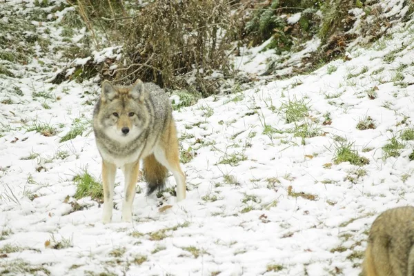 Coyotes Een Winter Omgeving — Stockfoto