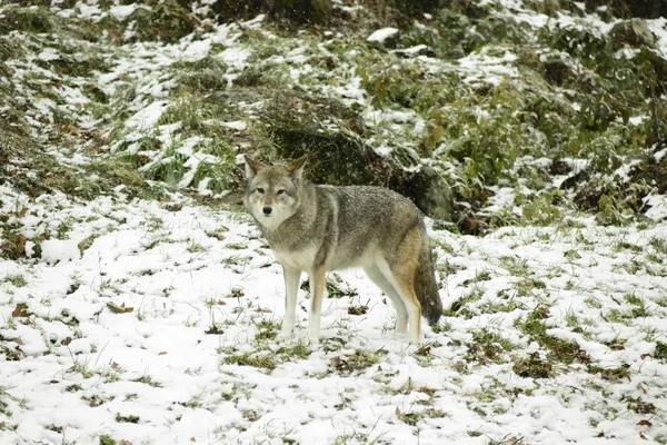 冬季环境中的北极狼 — 图库照片