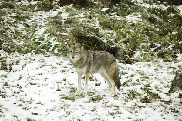 Lobos Árticos Ambiente Inverno — Fotografia de Stock