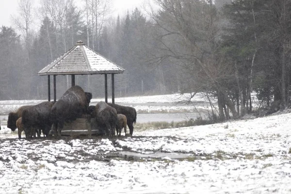 American Field Buffalo Una Estación Alimentación — Foto de Stock
