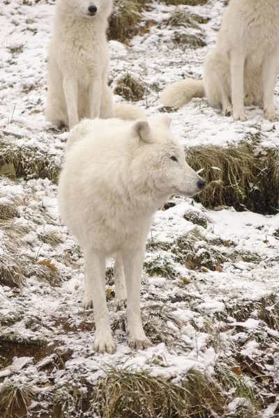 Arctic Wolves in a winter environment