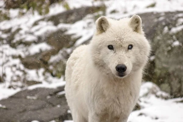 Lobos Árticos Ambiente Inverno — Fotografia de Stock