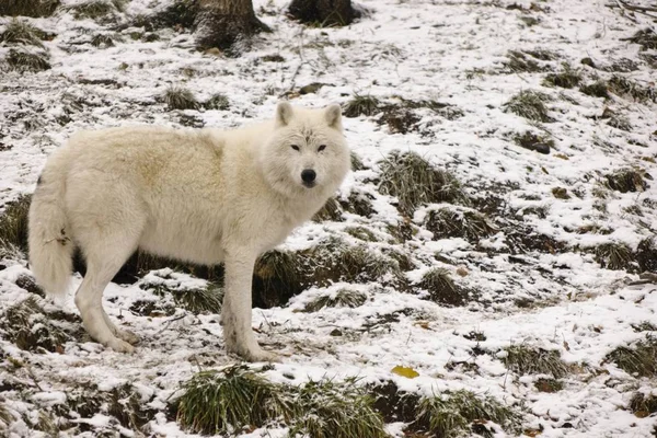 Sarkvidéki Farkasok Téli Környezetben — Stock Fotó